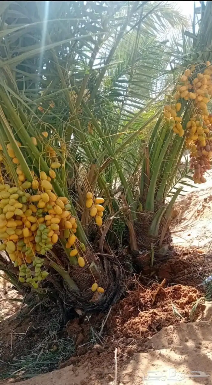 يوجد لدينا جميع انواع النخيل الى جميع أنحاء المملكة 0