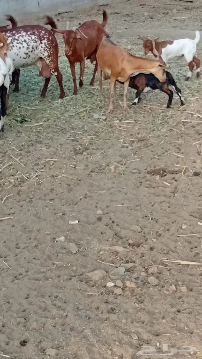 عنز دفع كفو 1