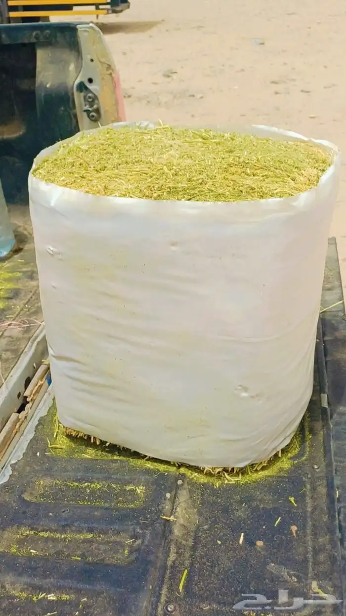 برسيم الراعي المصري مستورد 5