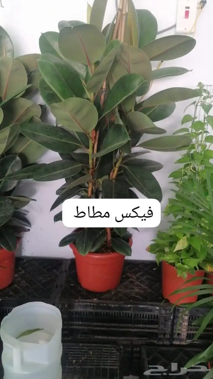 مشتل تنسيق حدائق 5