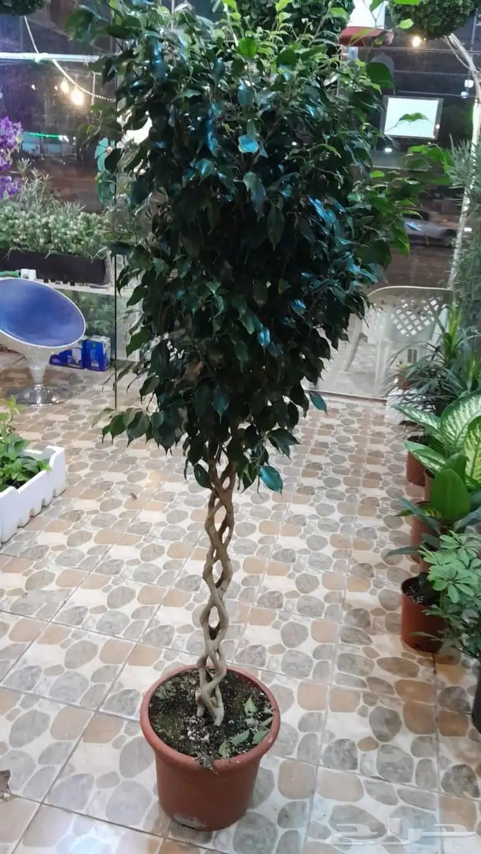 مشتل تنسيق حدائق 9