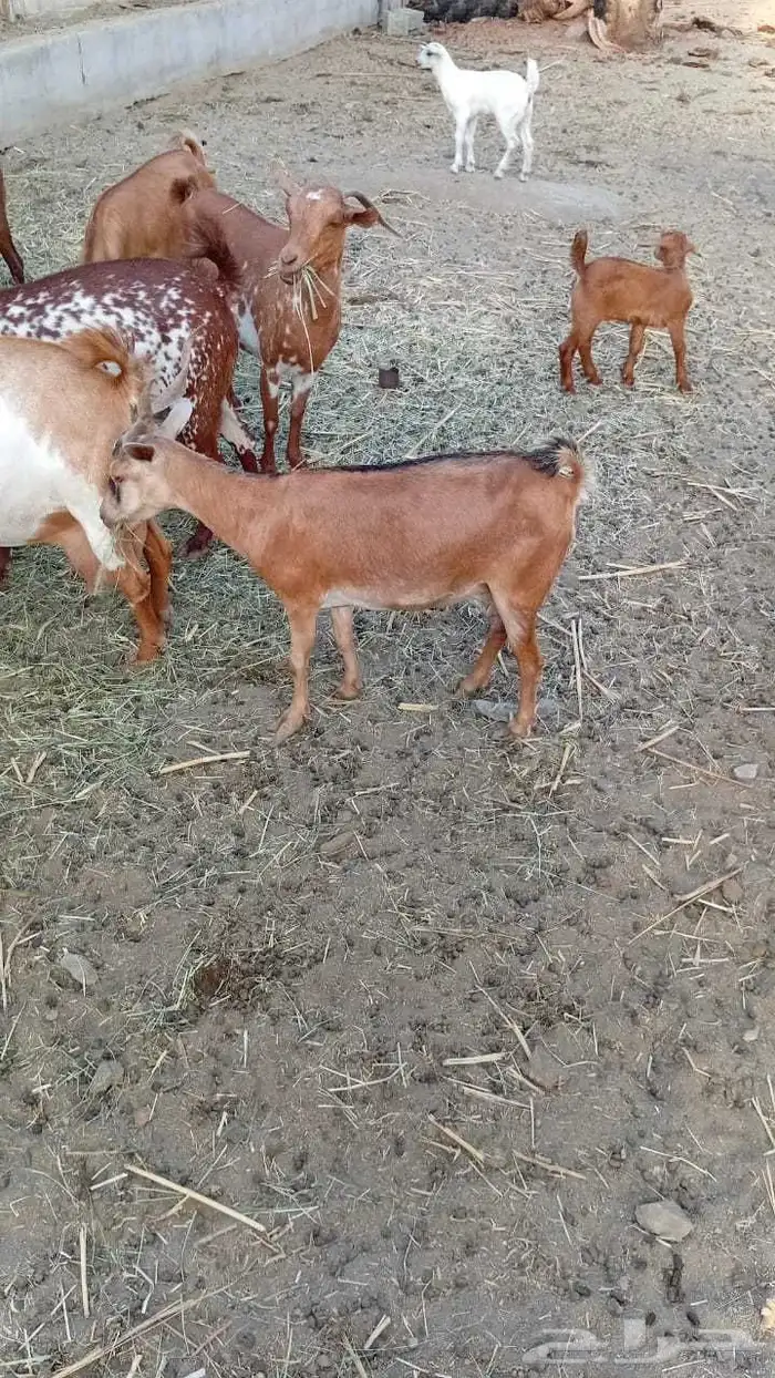 عنز دفع كفو 4