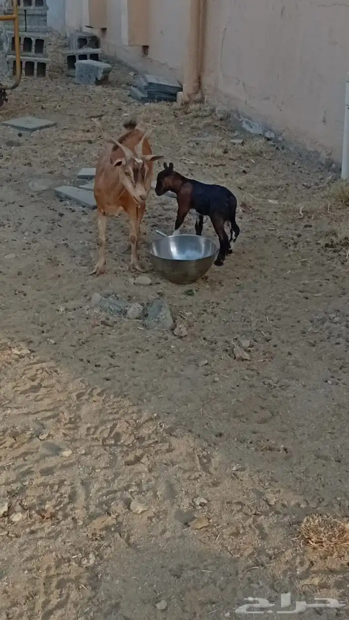 عنز دفع كفو 0