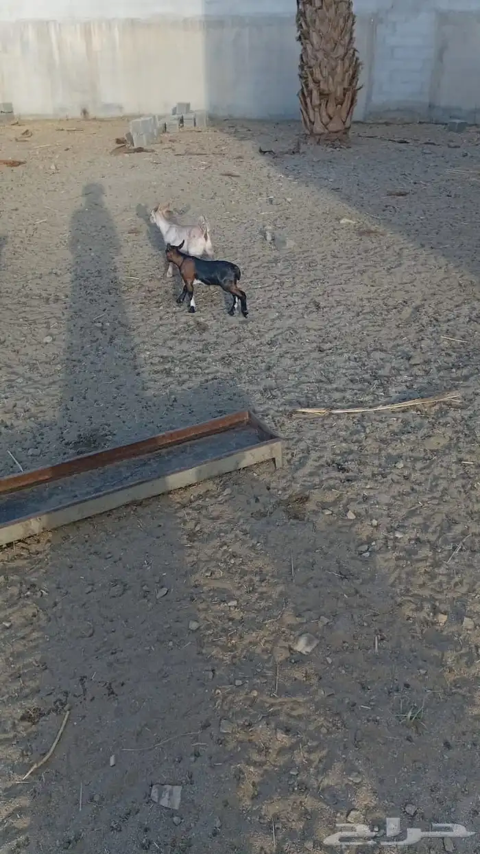 عنز دفع كفو 5