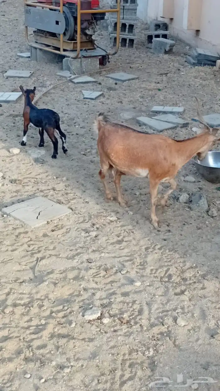 عنز دفع كفو 3