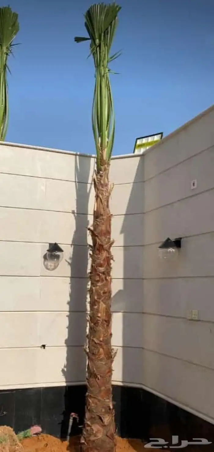 نخل واشنطني للبيع 3