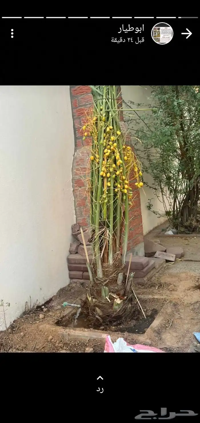 نخيل مثمر 1