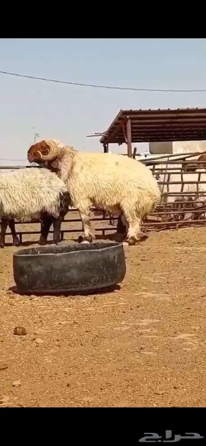 فحول نعيم طيبه 0
