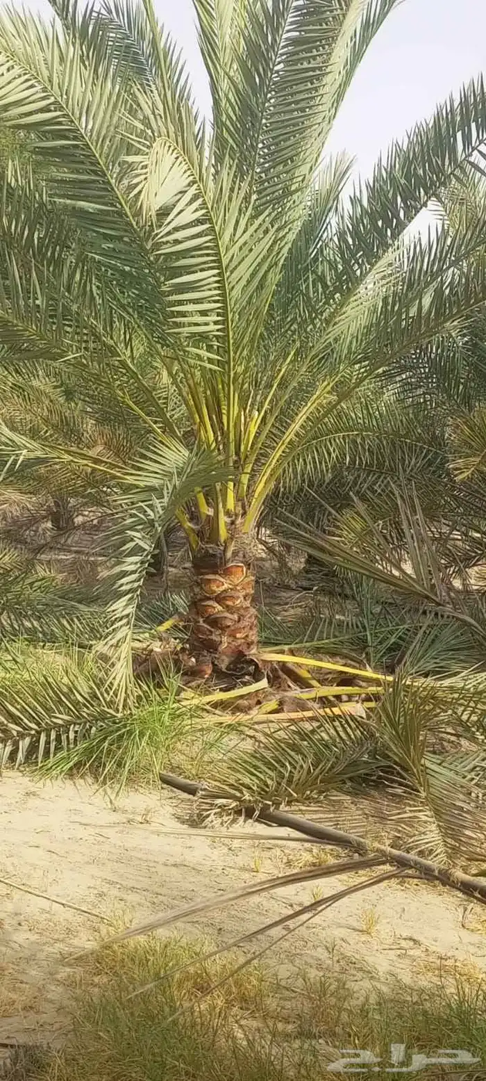 مزارع 13