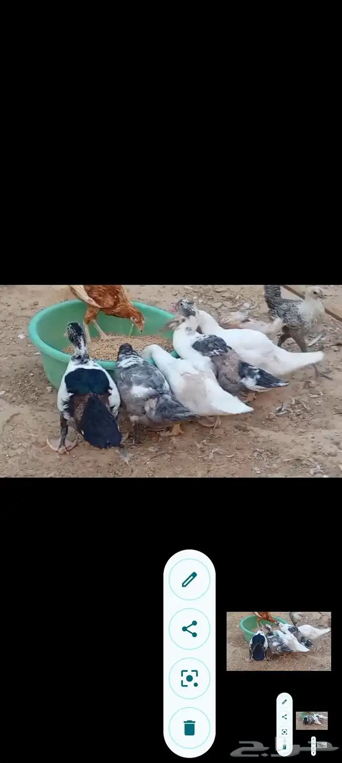 بط مصري ب25 ريال وحبش ب35 جمله فقط 0
