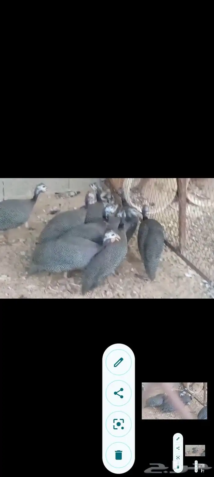 بط مصري ب25 ريال وحبش ب35 جمله فقط 21