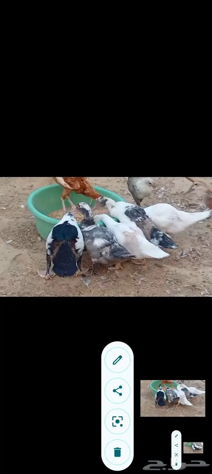 بط مصري ب25 ريال وحبش ب35 جمله فقط 1