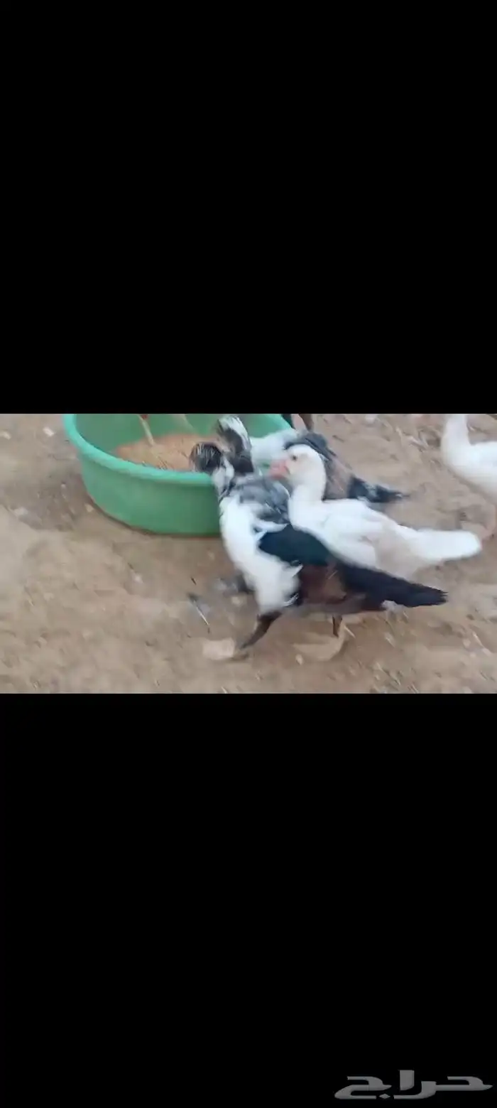بط مصري ب25 ريال وحبش ب35 جمله فقط 5