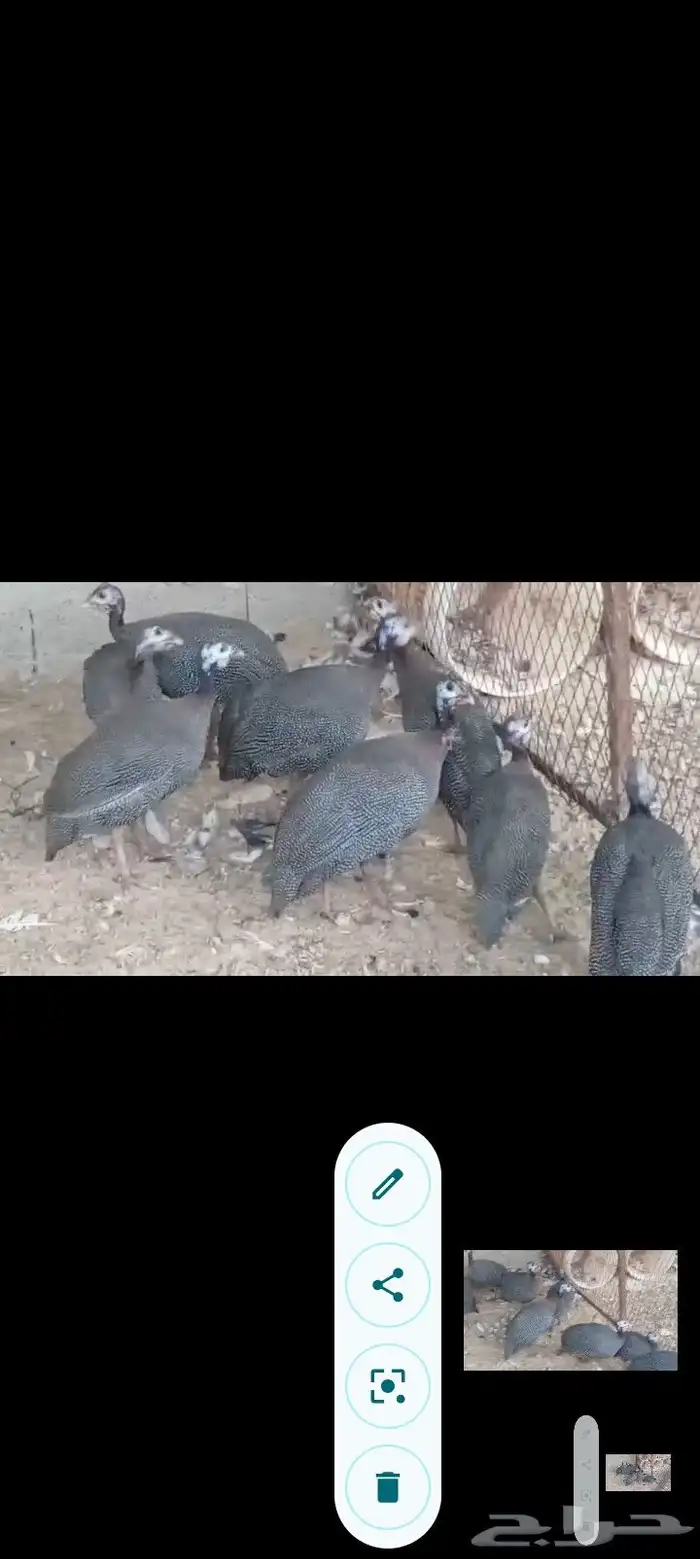 بط مصري ب25 ريال وحبش ب35 جمله فقط 22