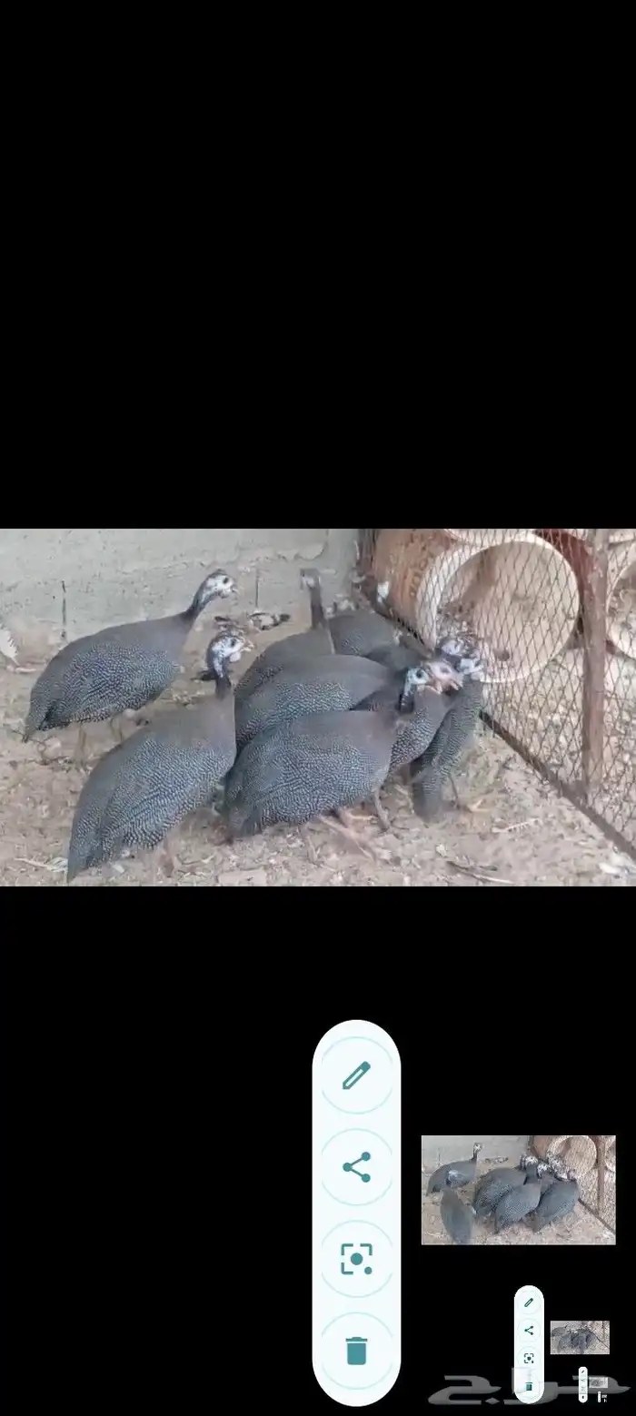 بط مصري ب25 ريال وحبش ب35 جمله فقط 16