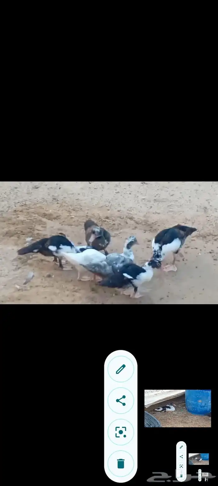 بط مصري ب25 ريال وحبش ب35 جمله فقط 8