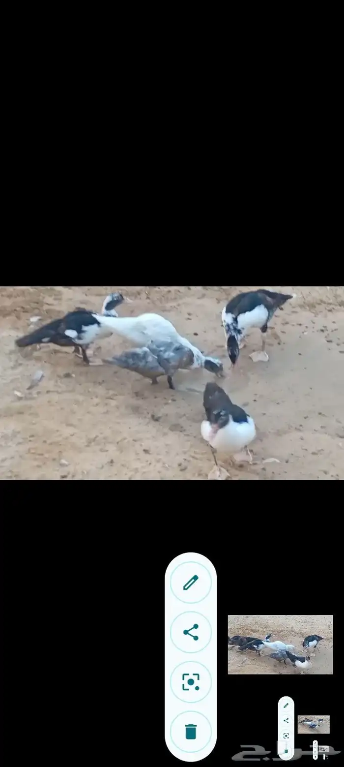 بط مصري ب25 ريال وحبش ب35 جمله فقط 3