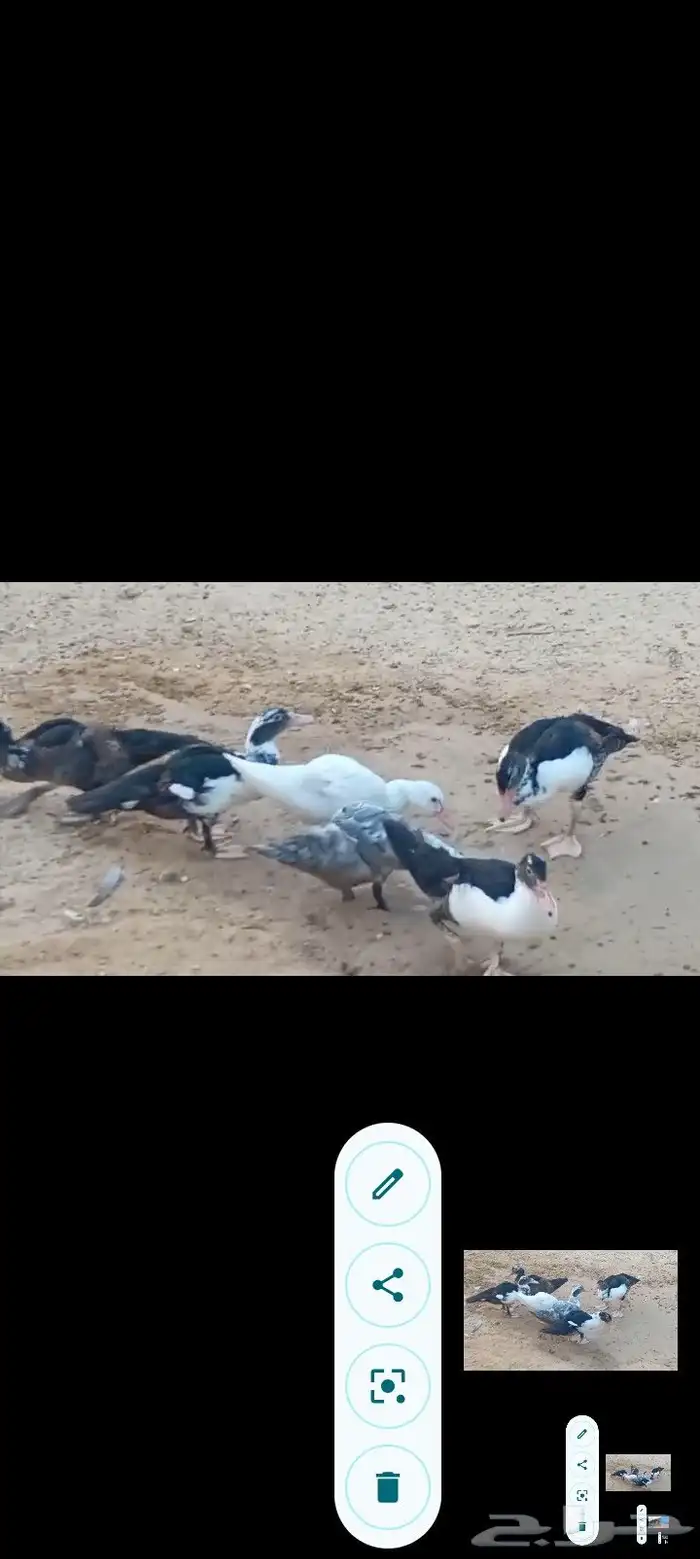 بط مصري ب25 ريال وحبش ب35 جمله فقط 6