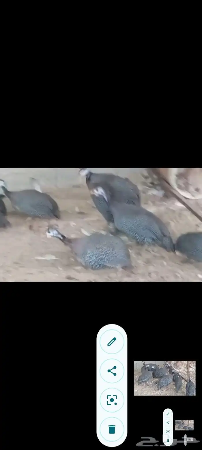 بط مصري ب25 ريال وحبش ب35 جمله فقط 25