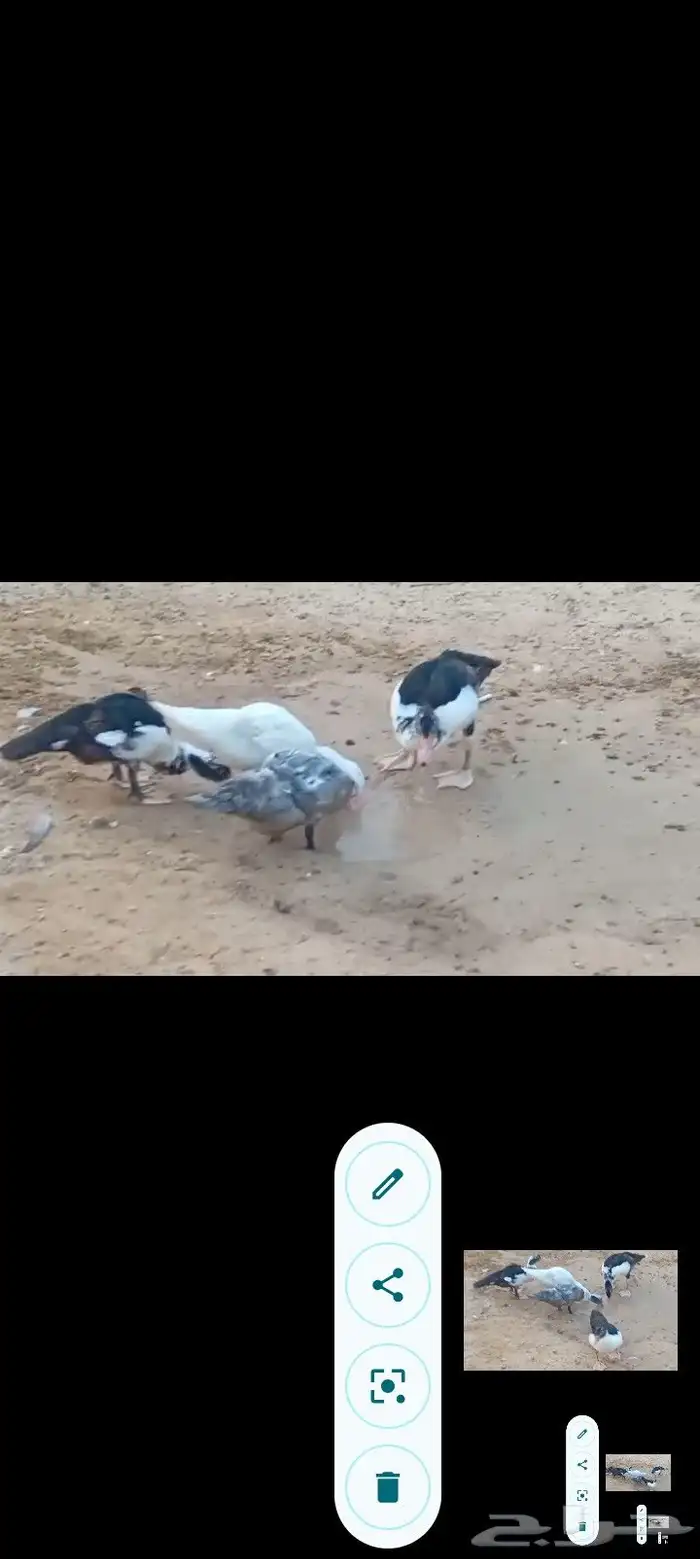 بط مصري ب25 ريال وحبش ب35 جمله فقط 4