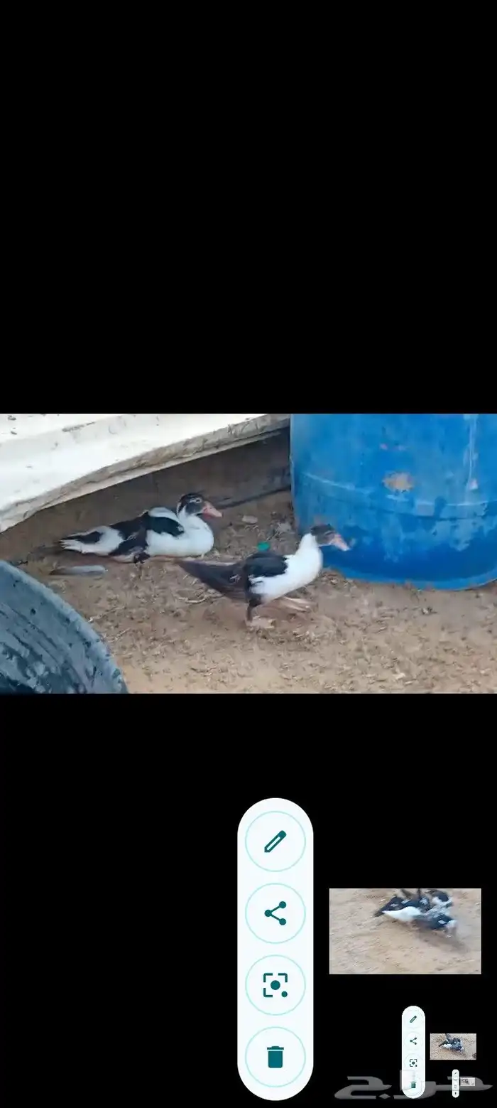 بط مصري ب25 ريال وحبش ب35 جمله فقط 10