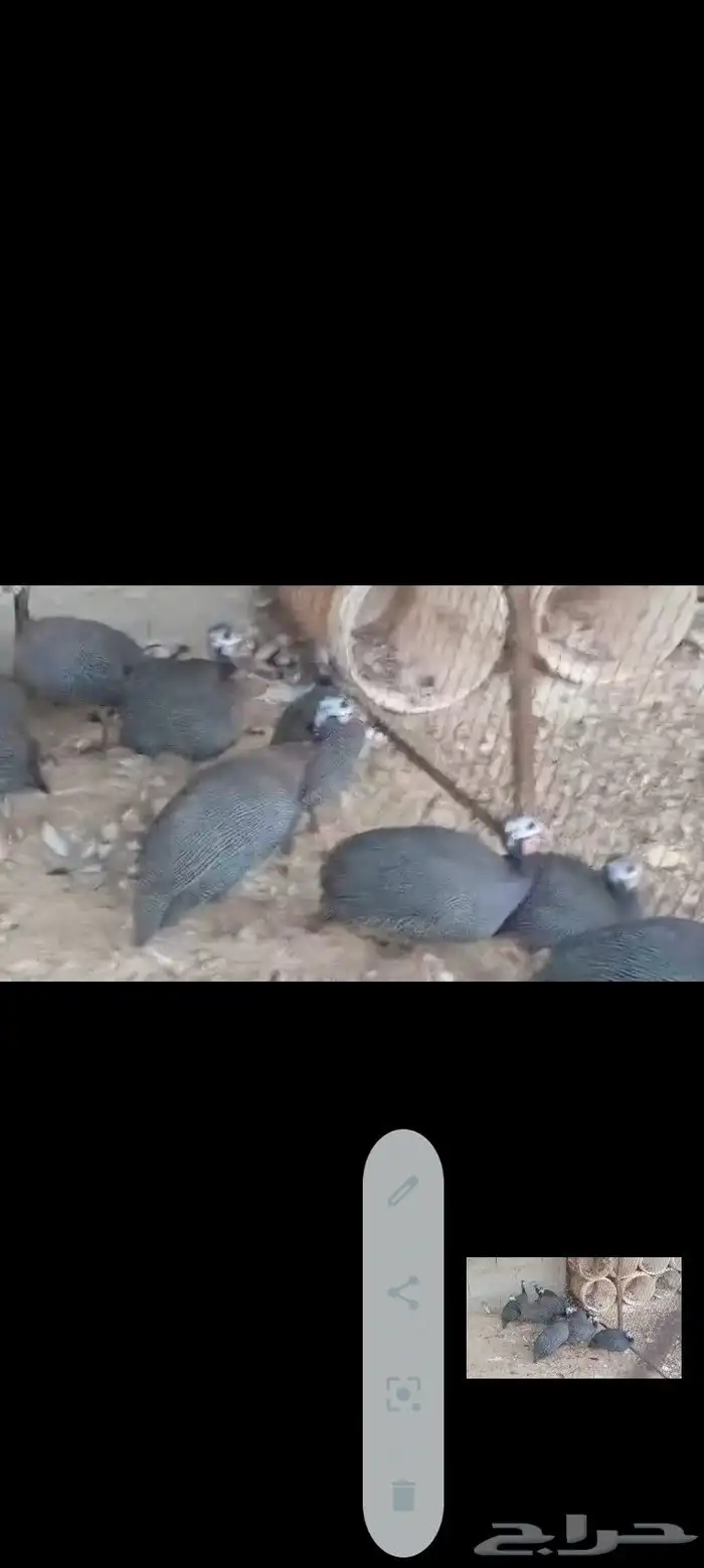 بط مصري ب25 ريال وحبش ب35 جمله فقط 23