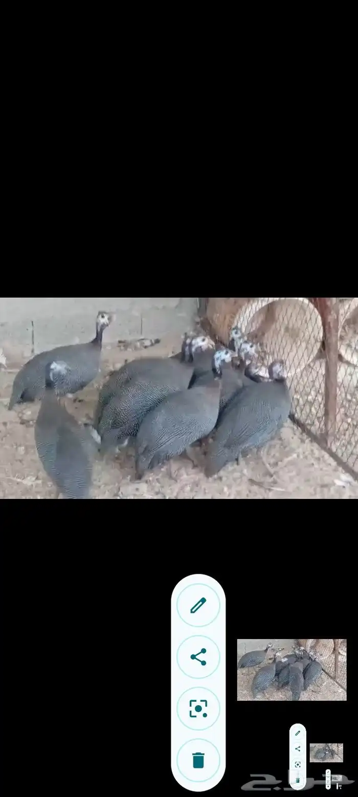 بط مصري ب25 ريال وحبش ب35 جمله فقط 15