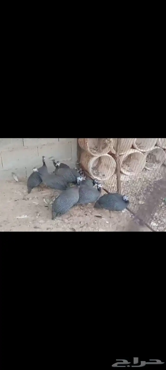 بط مصري ب25 ريال وحبش ب35 جمله فقط 24