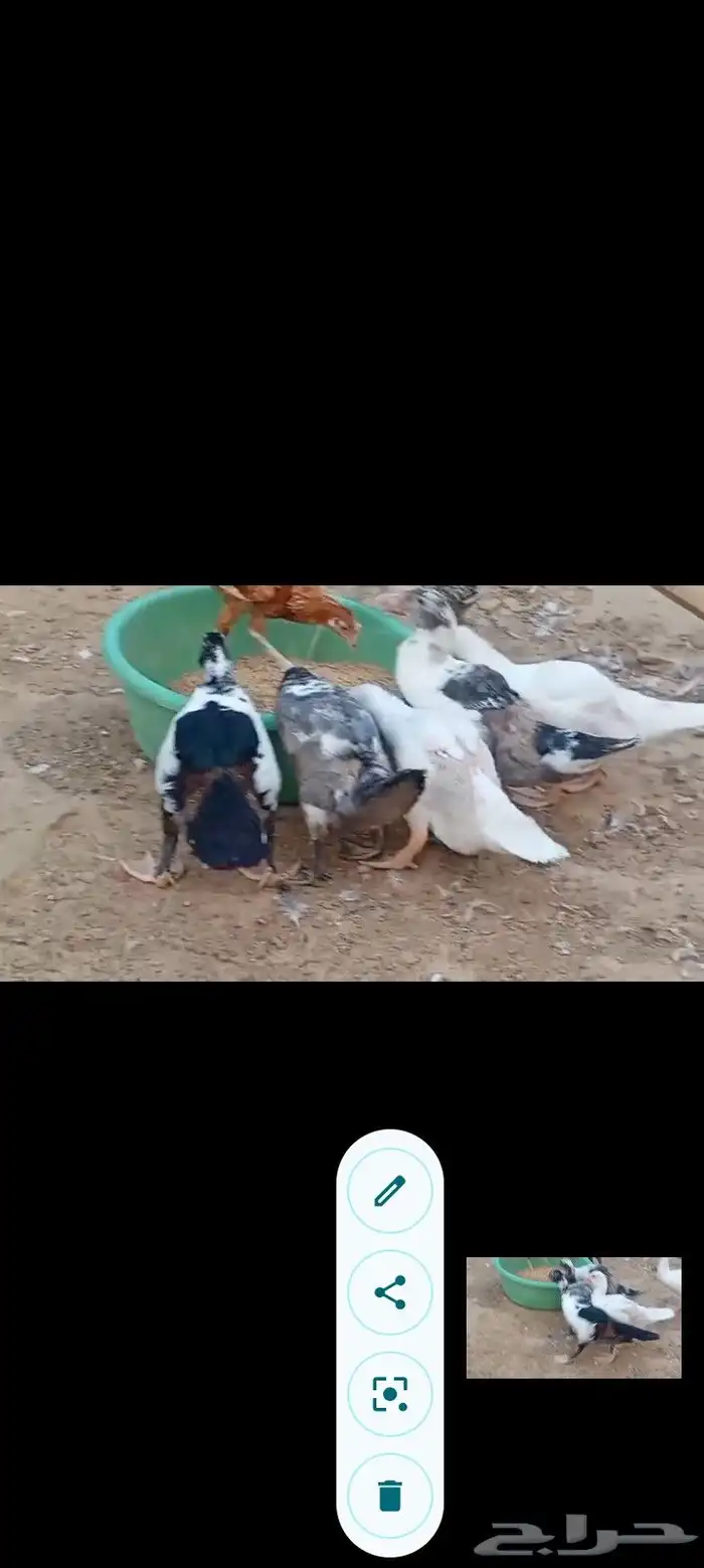 بط مصري ب25 ريال وحبش ب35 جمله فقط 2