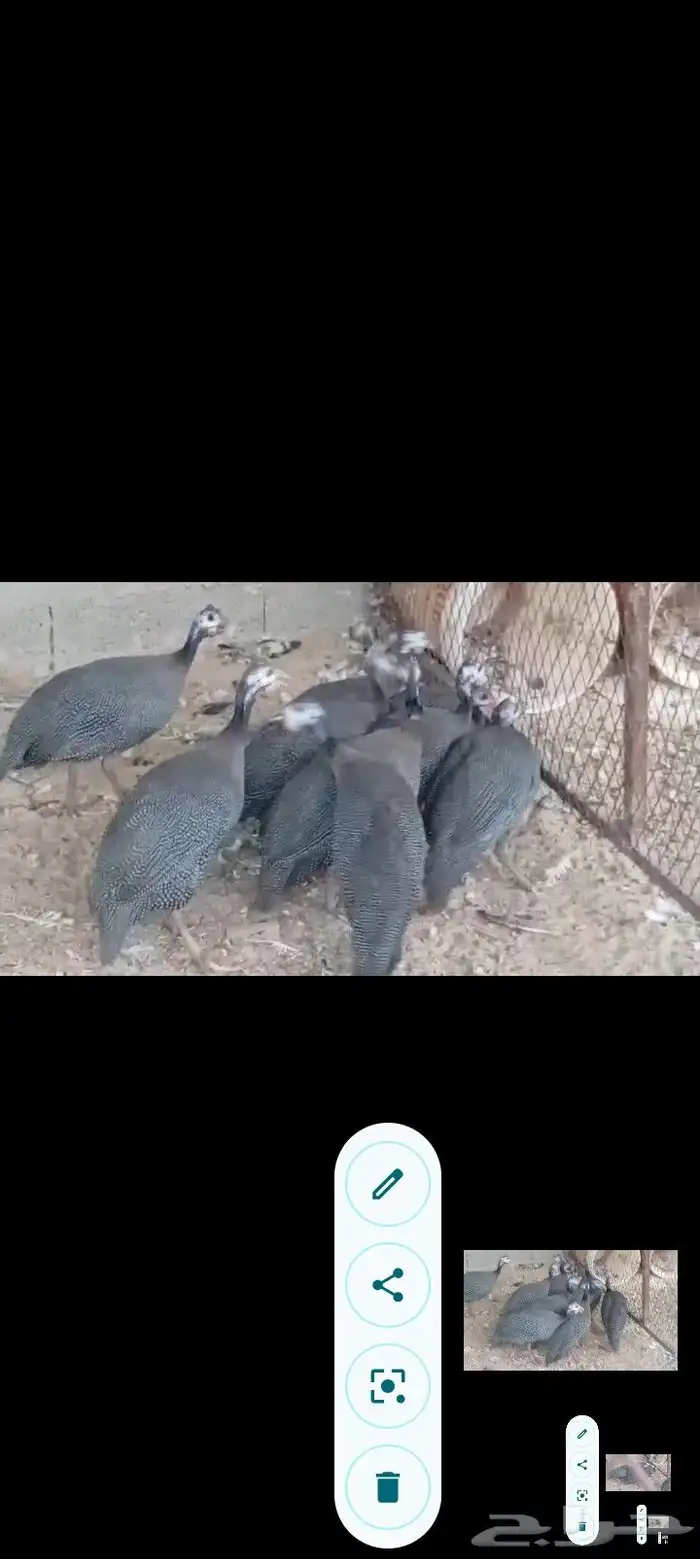 بط مصري ب25 ريال وحبش ب35 جمله فقط 18
