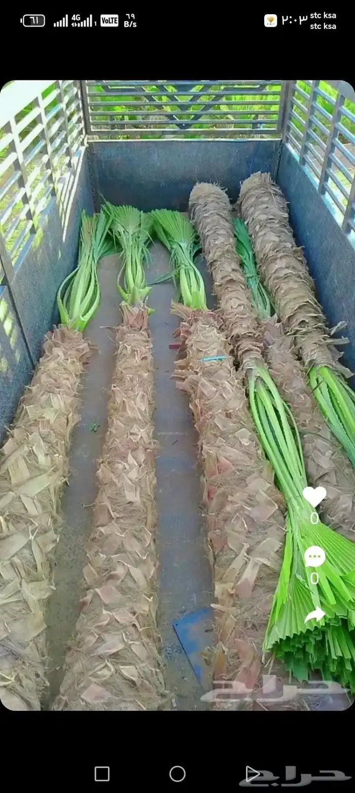 توريد وزرعت أنخيل الوشنطن أشجار الزيتون 3