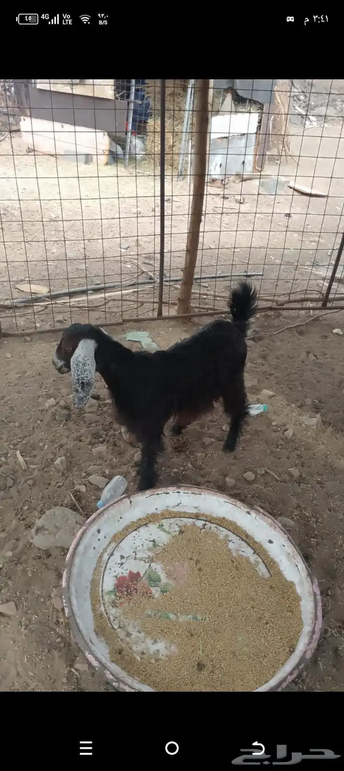 جفار مقاني 5