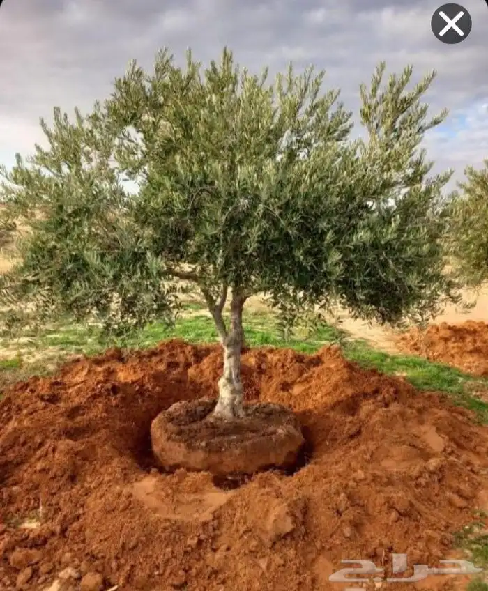 توريد وزرعت أنخيل الوشنطن أشجار الزيتون 9