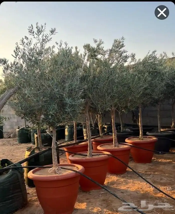 توريد وزرعت أنخيل الوشنطن أشجار الزيتون 2
