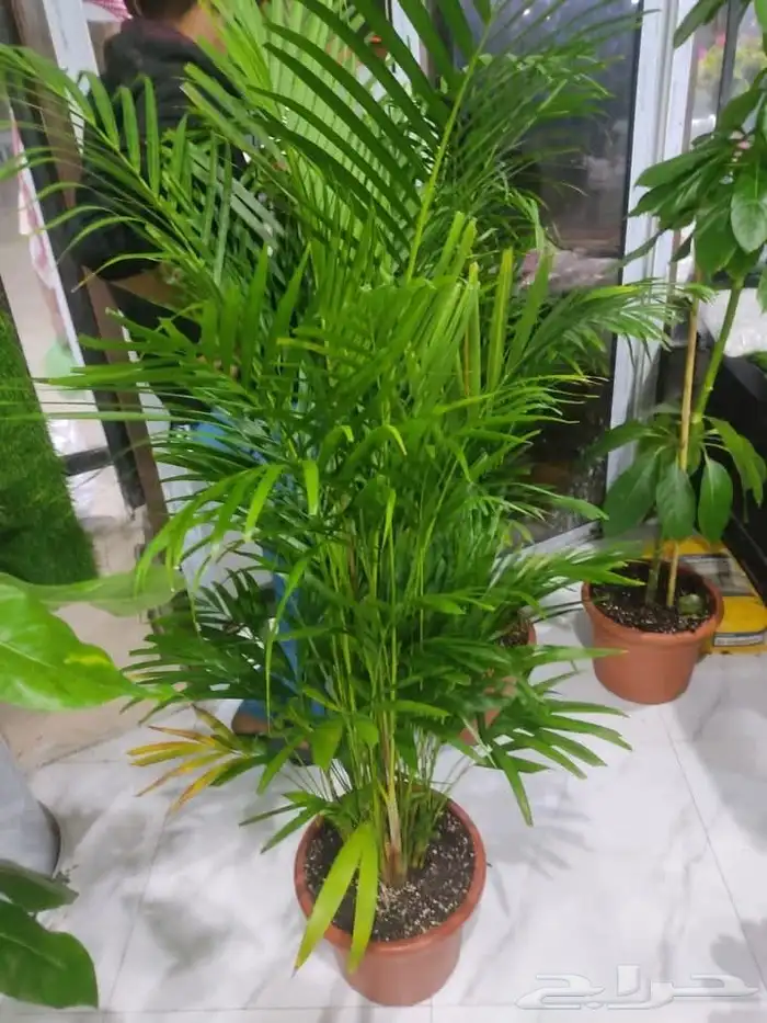 مشتل تنسيق حدائق 4