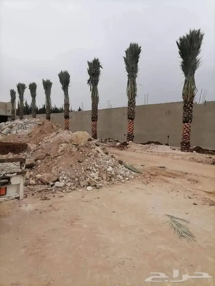 يتوفر لدينا جميع انواع النخل بجميع المقاسات ج053287680 8