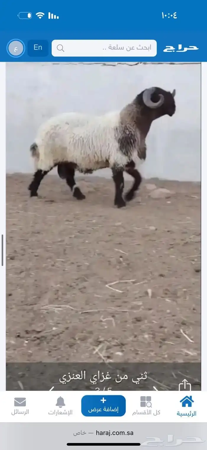 فحول نعيم طيبه 2