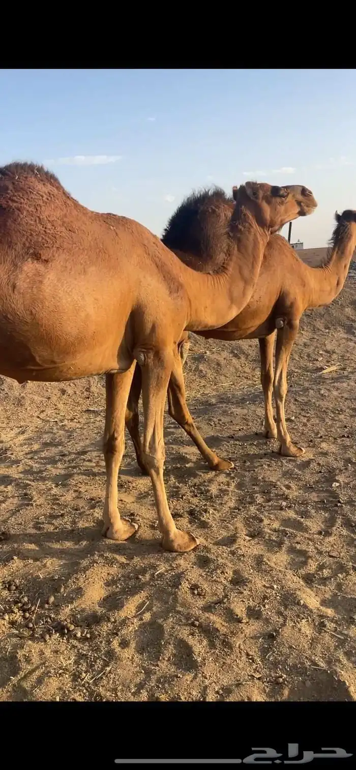 لقحات 2 حمر دهم مقاني للبيع 2