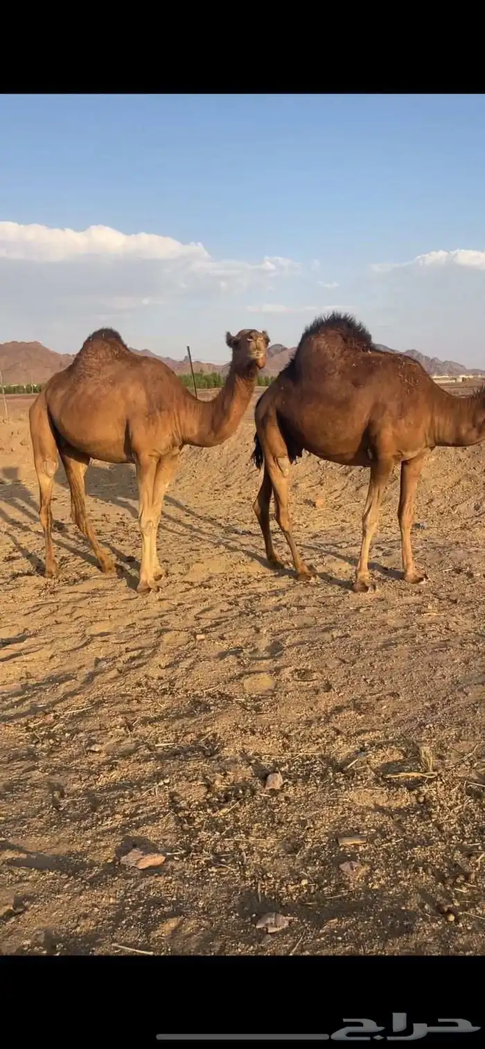لقحات 2 حمر دهم مقاني للبيع 1