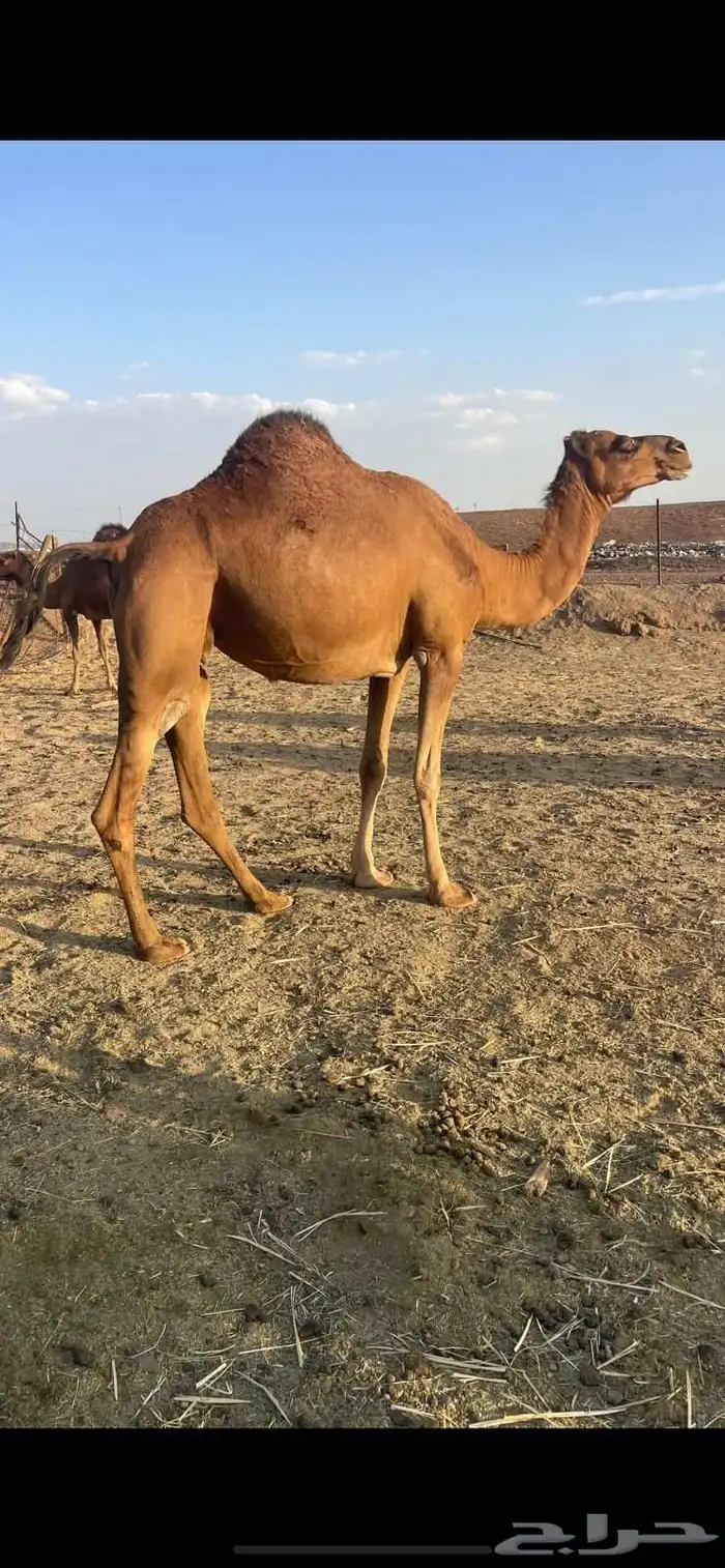 لقحات 2 حمر دهم مقاني للبيع 4