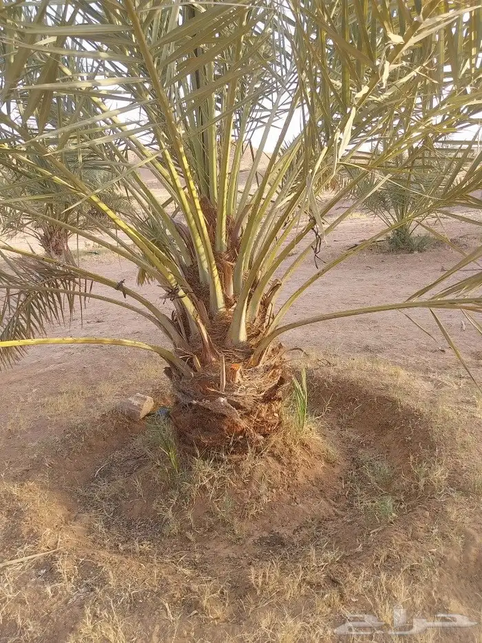 نخل مثمر مشاء الله تبارك الله 2