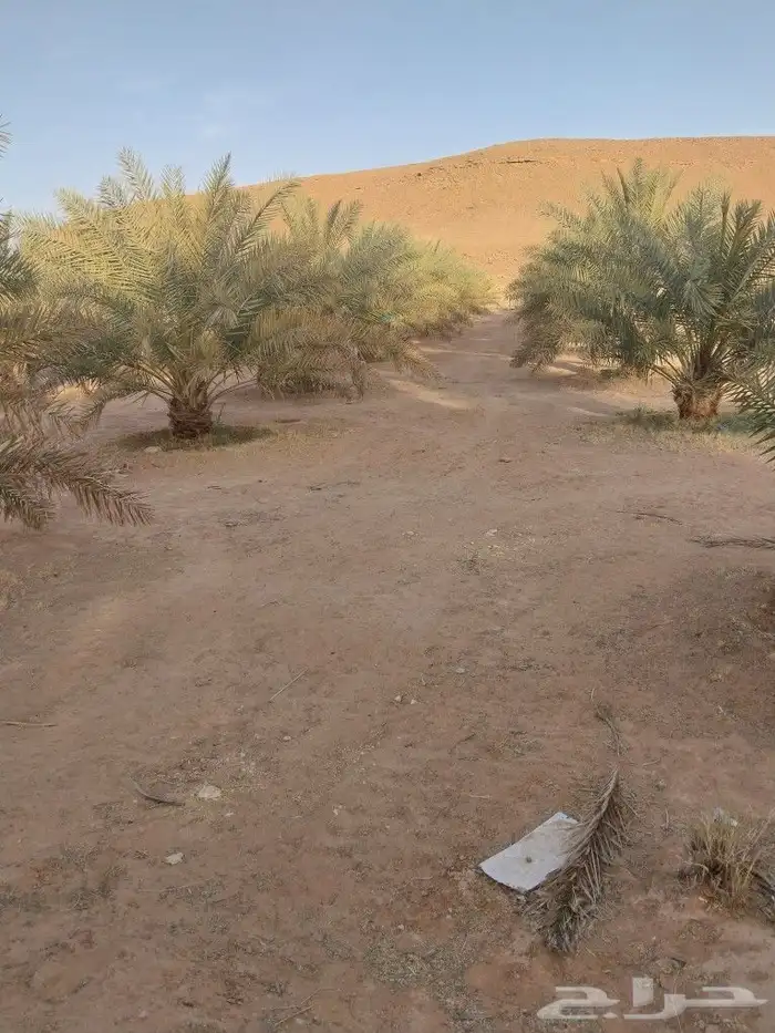 نخل مثمر مشاء الله تبارك الله 3