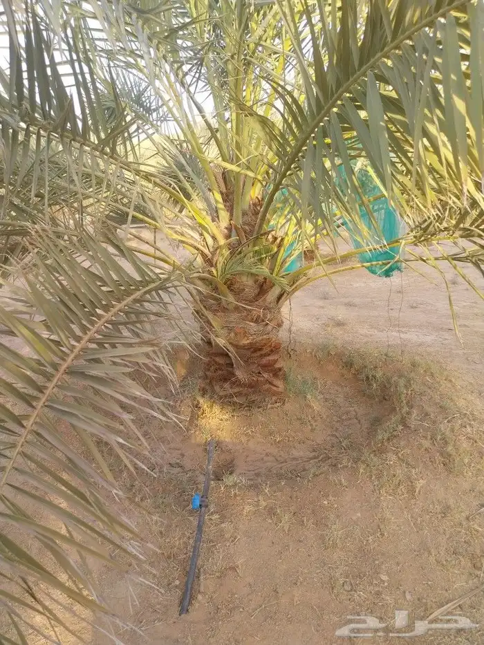 نخل مثمر مشاء الله تبارك الله 1