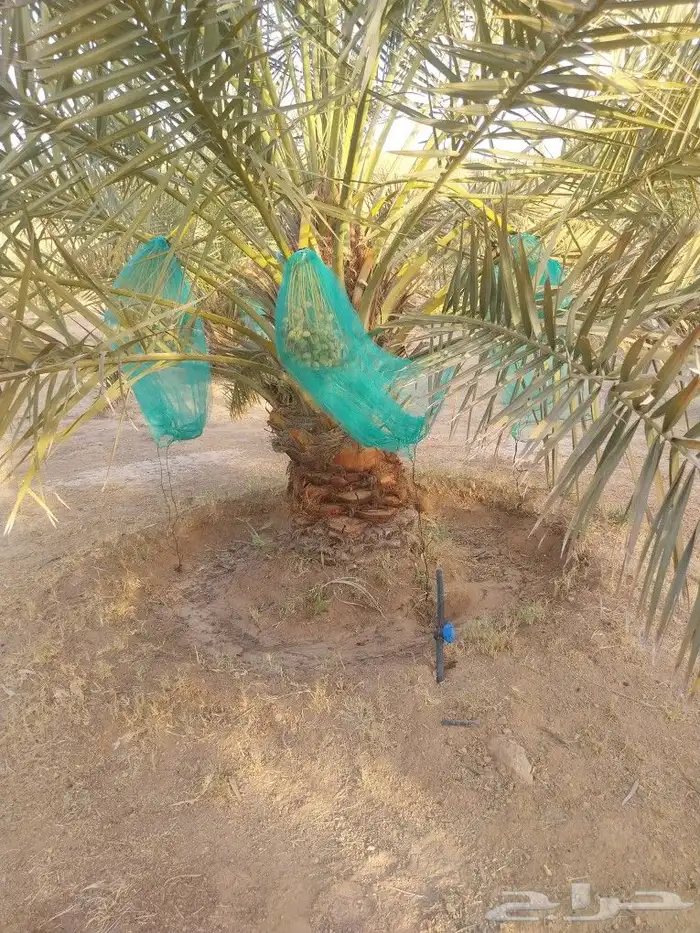 نخل مثمر مشاء الله تبارك الله 0