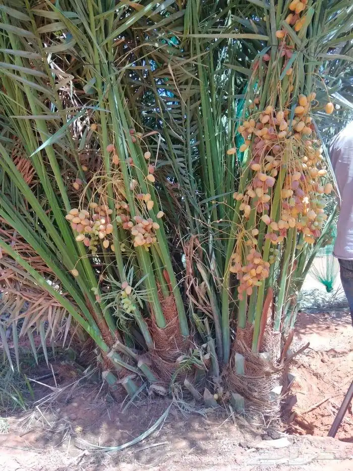 نخيل مثمر 4