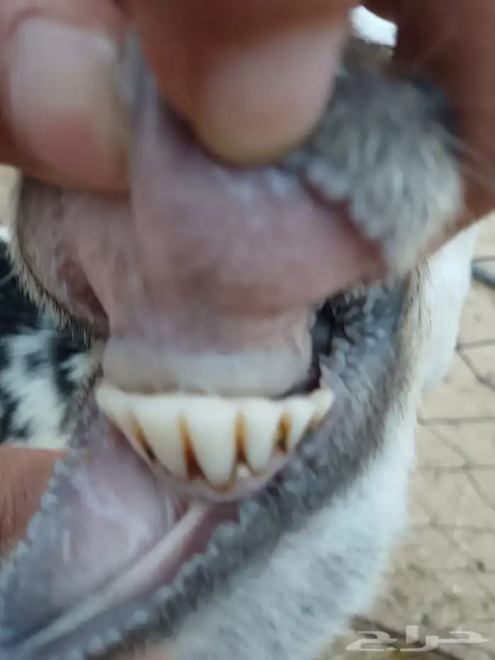 ماعز العدد2دفيع الموقع العيدابي 7