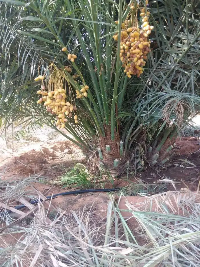 نخيل مثمر 5