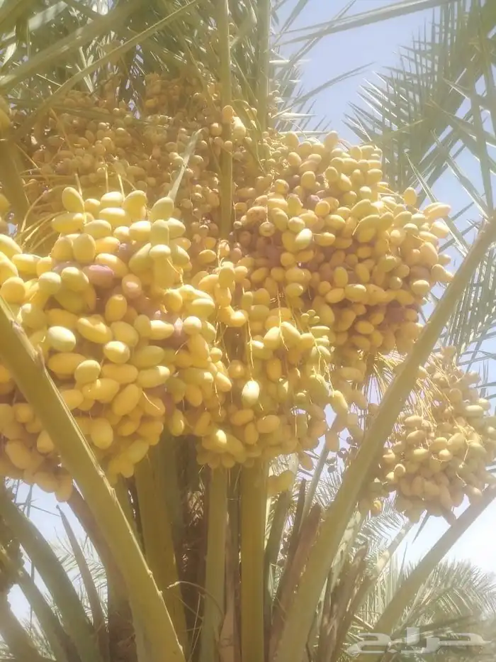 يوجد لدينا ثمرت مزرعه للبيع لتواصل. وتساب 2