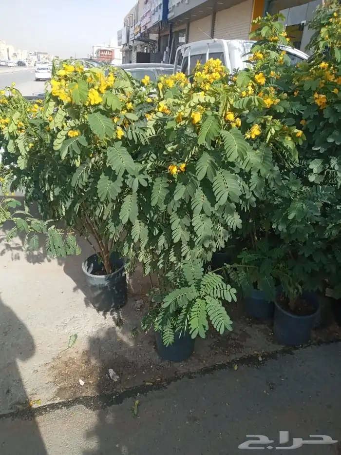 مشتل تنسيق حدائق 0