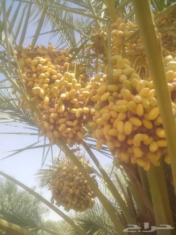 يوجد لدينا ثمرت مزرعه للبيع لتواصل. وتساب 0